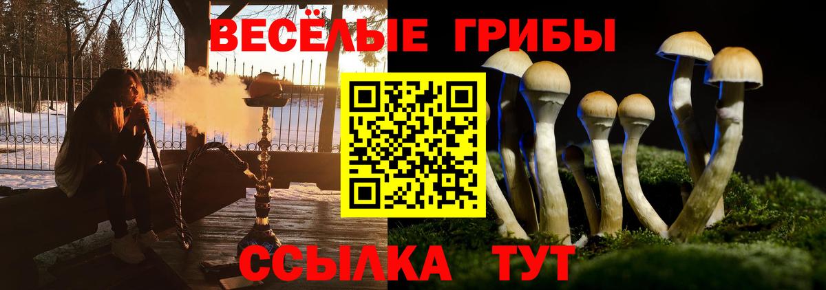 Псилоцибиновые грибы Psilocybine cubensis Фролово
